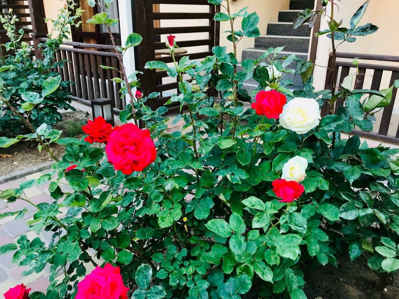 Гостевой дом Фламинго Голубицкая-34